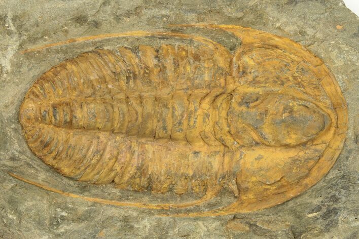 Cambrian Trilobite (Hamatolenus) - Tinjdad, Morocco #209136